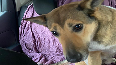 Пес Рудік постраждав через обстріл Волчанська - його врятували (фото, відео) Пес Рудік постраждав через обстріл Волчанська - його врятували (фото, відео)